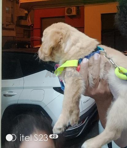 Golden Retriever 1 mois et demi - 2