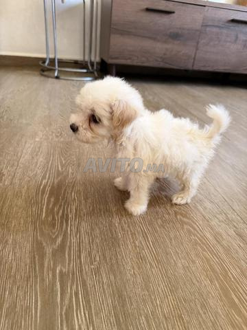 Bichon Maltais - 2