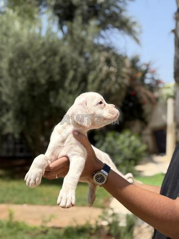 Chiot Boxer blanc Pedigree
