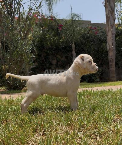 Chiot Boxer blanc Pedigree
