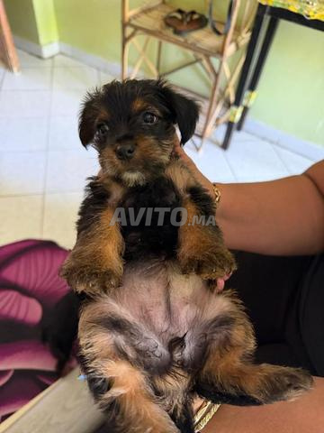 Chiot Yorkshire pure race - 2
