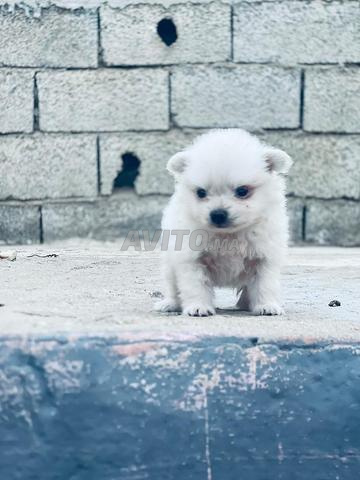 Femelle spitz nain - 2