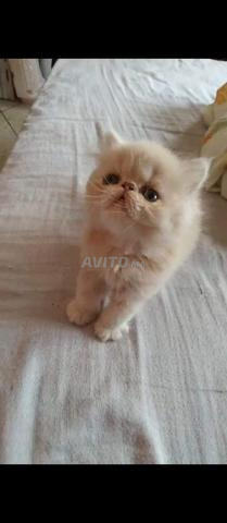 Chaton persan adorable et actif - 2
