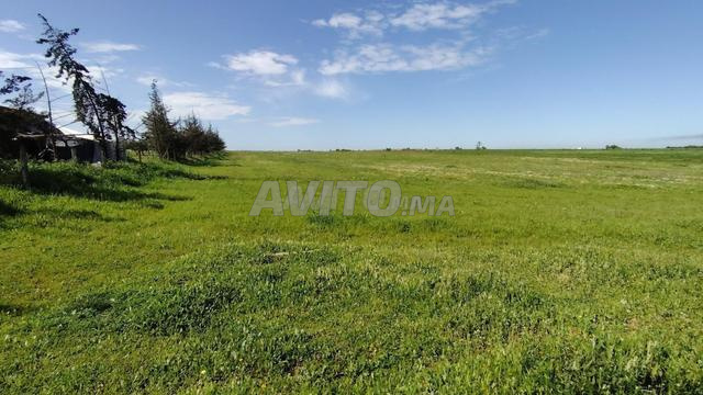 Terrains, Villas & Fermes Titrés – Sidi Rahal - 2