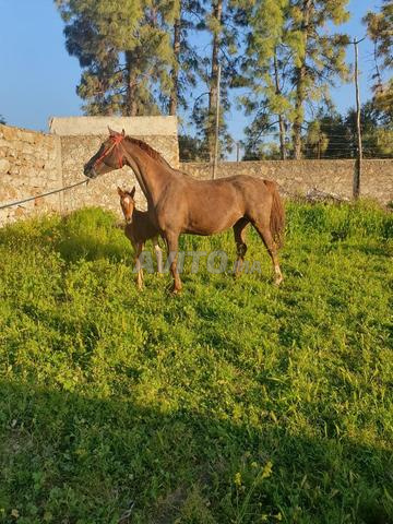 Cheval femelle et mâle à vendre