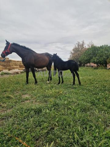 Cheval femelle et mâle à vendre