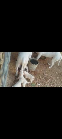 Chiots Dogue Argentin - 2