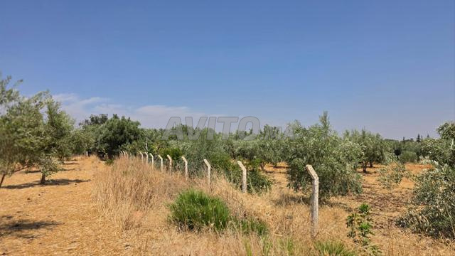 بستان زيتون كبير مع بئر - طريق صفرو - 2