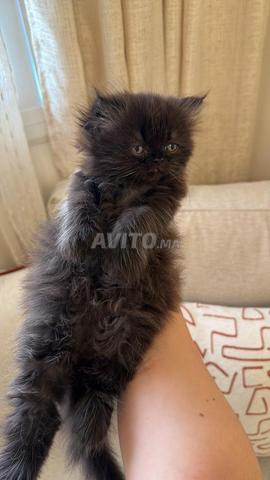 Petits chats de race persan doll face peke face - 2