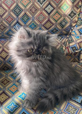 Chat persan, lignée pure des parents, prix incroyable