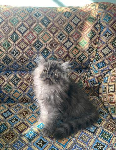 Chat persan, lignée pure des parents, prix incroyable - 2