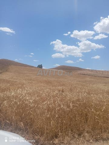 أرض سند ملكية - 2