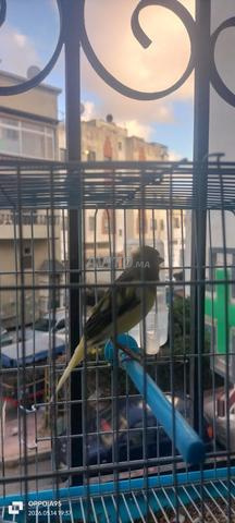 Femelle canari timprando Oulad Teïma - 2