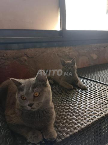 Chat British de 4 mois - 2