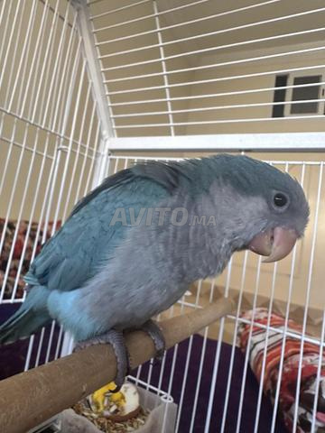 bébé quaker bleu