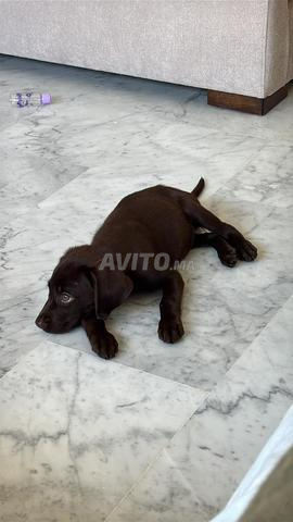 Labrador chocolat de 2 mois - 2