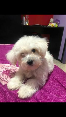 Bichon Maltais pure race - 2