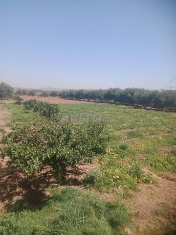 أرض للبيع طريق سيدي رحال - 2