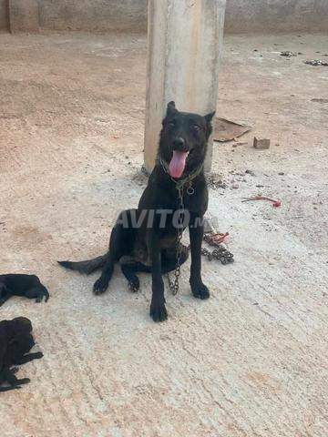 Chiots Malinois Charboni - 2