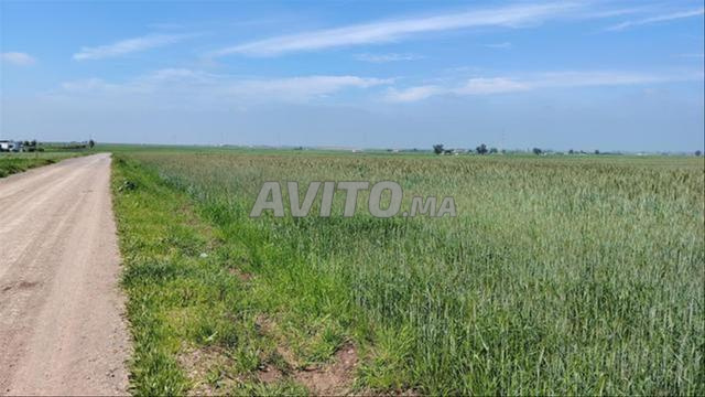 أراضي ومزارع مرخصة في بير الجديد للاستثمار - 2