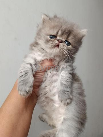 Chaton persan de pure race - 2