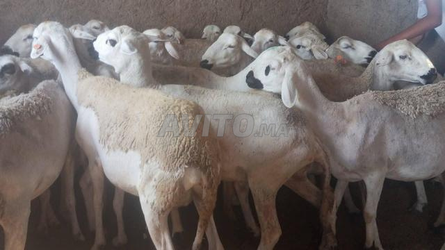 20 brebis Sardi de bonne qualité à vendre, prix raisonnable