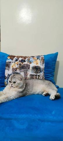 Scottish Fold Silver shaded