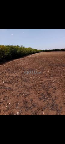 Terrain agricole titré à vendre - 2