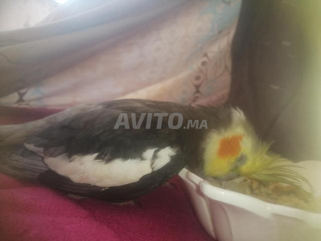 Oiseau Cockatiel mâle de 6 mois, chante et siffle - 2