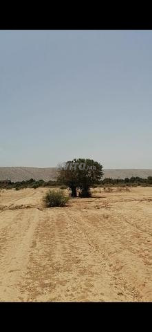 Terrain 4 hectares Tetsi 37km Taroudant - 2