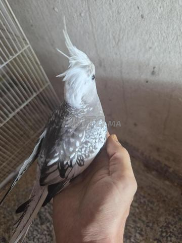 كوكاتيل (إيزابيل، لوتينو، فرنسي) - 2
