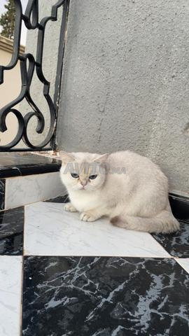 أنثى سكوتش ستريت 3 سنوات - 2