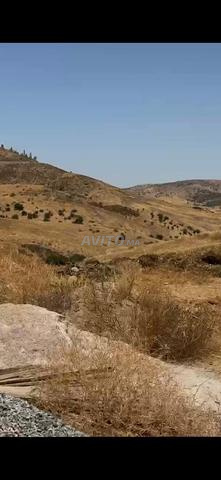 Terrain agricole à vendre titre foncier sur la route de Sidi Bettach