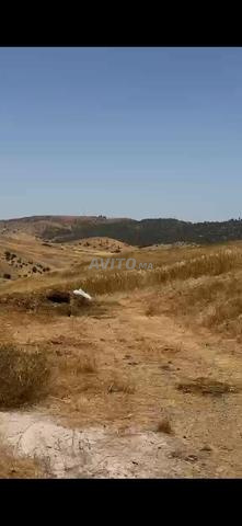 Terrain agricole à vendre titre foncier sur la route de Sidi Bettach - 2