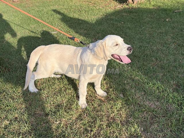 Golden reitriver pedigree