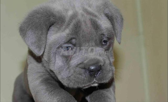 Chiot femelle Cane Corso pure race