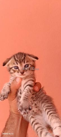 Scottish Fold 2 femelles - 2