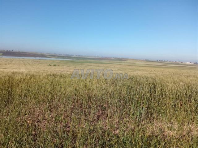 Terrain agricole - 2