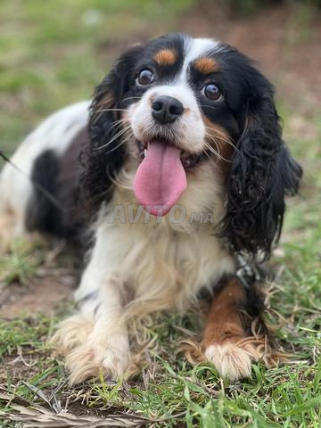 Femelle Cavalier King Charles - 2