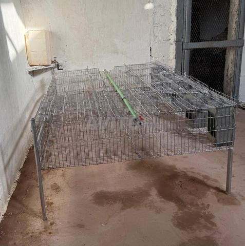 Cages d'occasion pour engraissement lapins