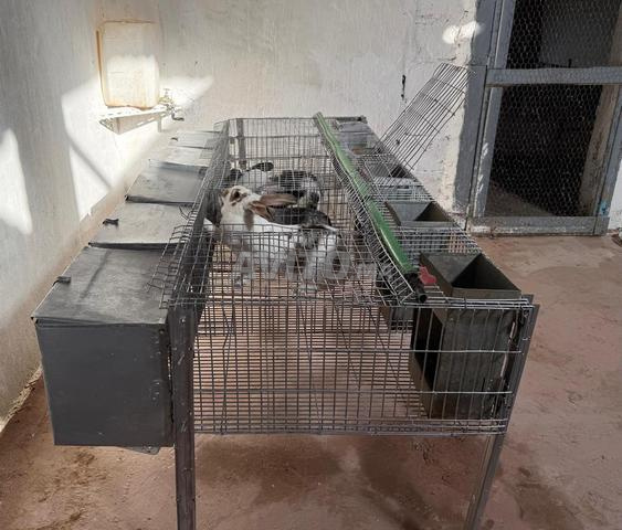 Cages d'occasion bien entretenues pour lapines. - 2