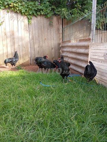 Salé quartier Embac - 2