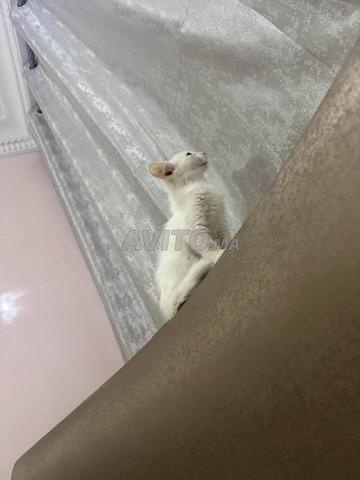 À adopter, 2 mois - 2