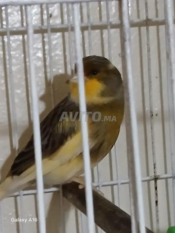Oiseaux 🐦 Canaris - 2