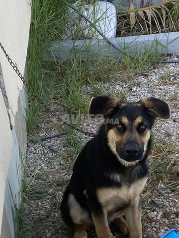 Chien mâle berger allemand à vendre - 2