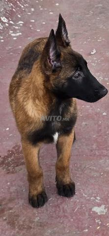 Kira Malinois charbonné pur VACCINÉ 3 mois - 2