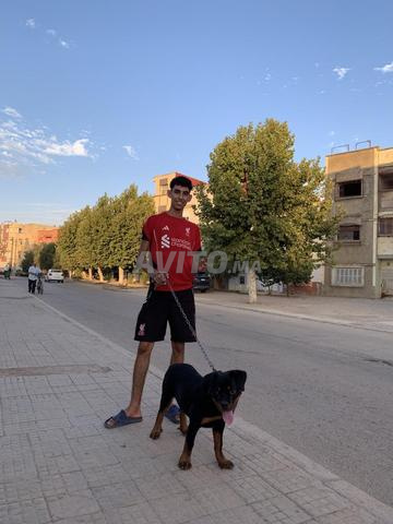 Rottweiler à un prix très raisonnable avec carnet vaccinal, 4 mois