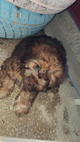 Chiot Havanais à vendre - 2