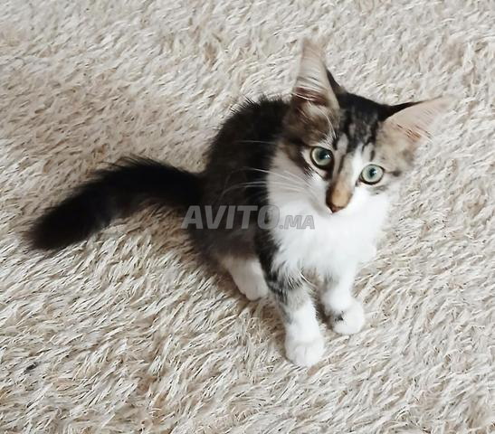 Joli chat à offrir