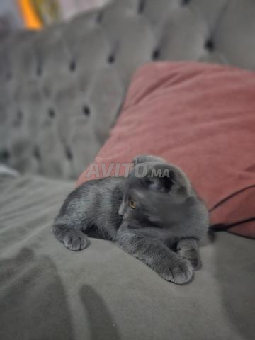 Femelle Scottish Fold Bleu - 2